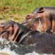 What Is Kidepo Valley National Park Best Known For?